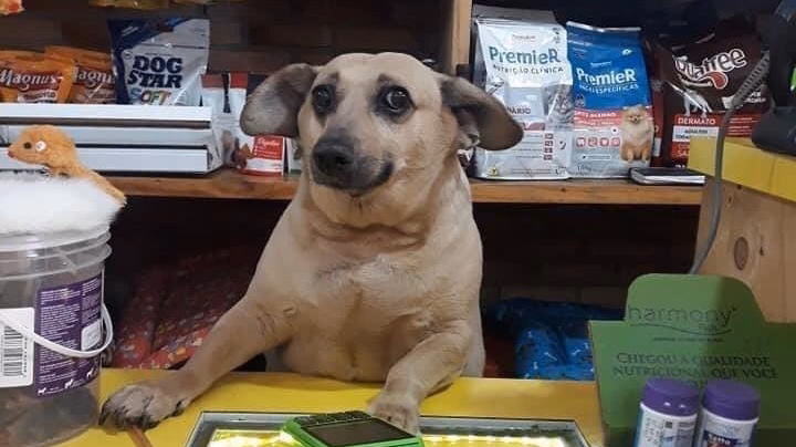 Papitus Pets Alimento para Mascotas