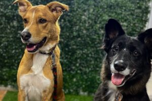 Pappos Pet Shop y Peluqueria canina