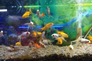 Patas Locas Tienda De Mascotas