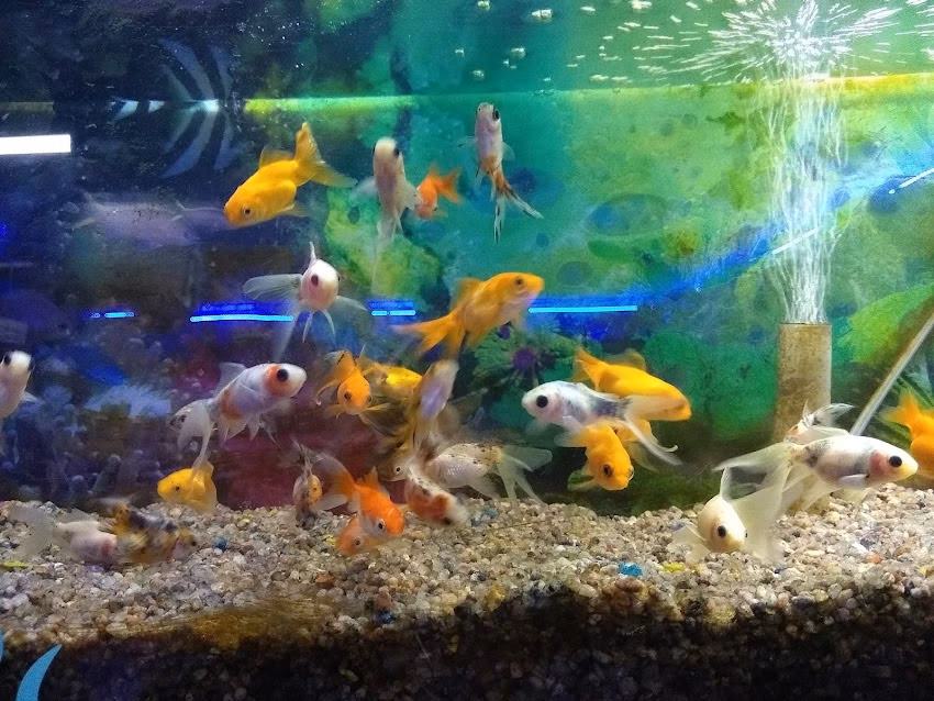 Patas Locas Tienda De Mascotas