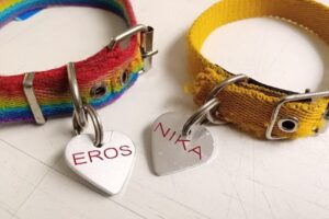 Paws Pet Market Colegiales