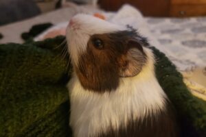 Pedro Y Juan Cosa De Perros