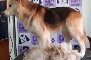 Pelu Canina Diego Prefasio