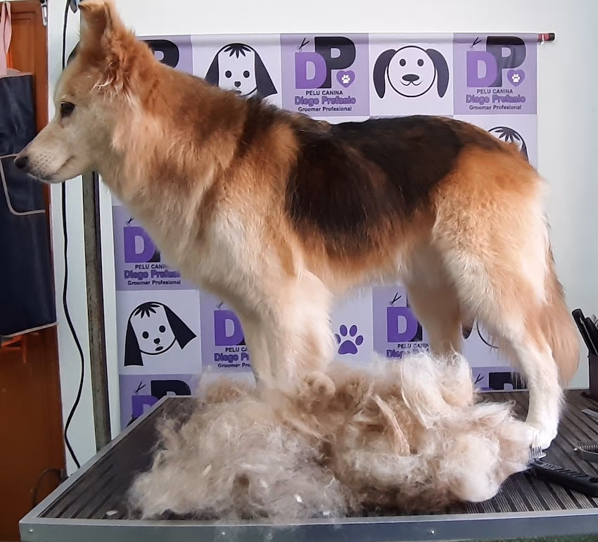 Pelu Canina Diego Prefasio
