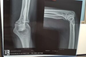 Peludos Tienda de Mascotas