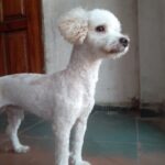 Peluqueria canina