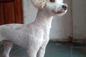 Peluqueria canina