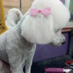 Peluqueria Canina