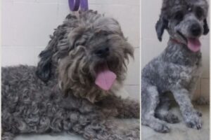 Peluqueria Canina A Stylo Guau