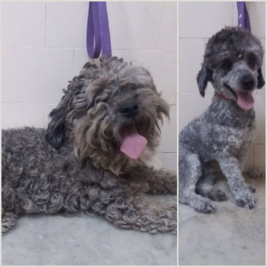 Peluqueria Canina A Stylo Guau