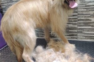 Peluqueria Canina Enchunadogs