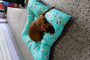 Peluqueria canina fuerza can pets shop