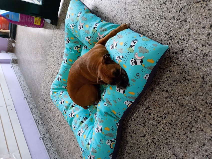 Peluqueria canina fuerza can pets shop