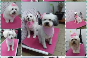 Peluquería canina Happy Pupys Shop