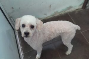Peluqueria Canina Huellas