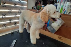Peluqueria Canina Laio