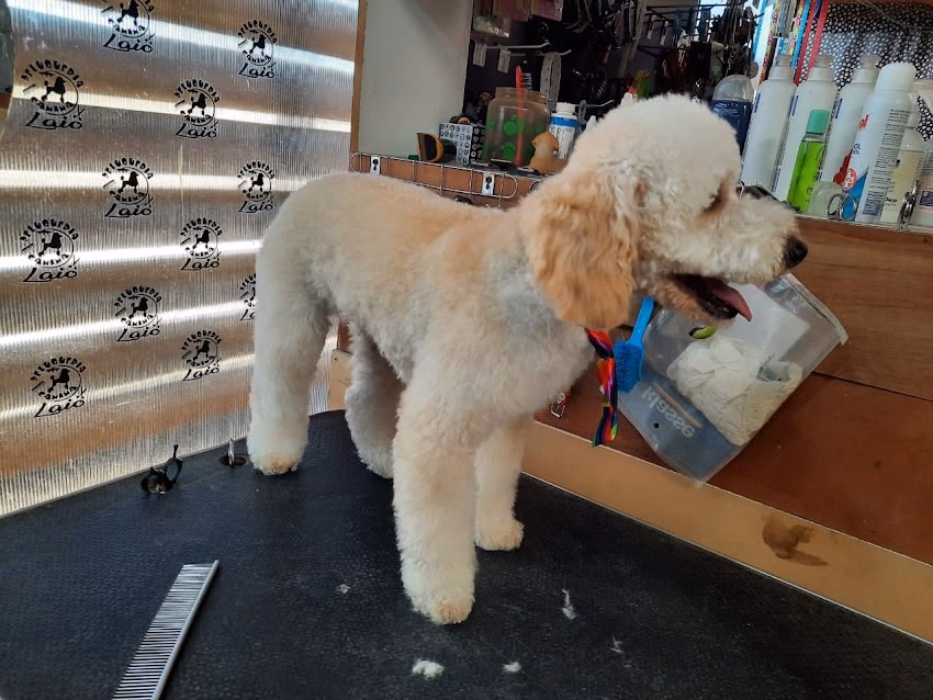 Peluqueria Canina Laio
