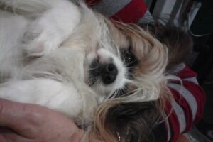 Peluquería canina Lázaro