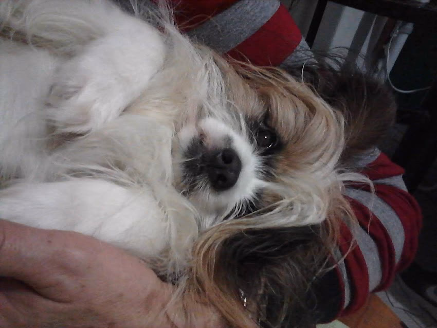 Peluquería canina Lázaro