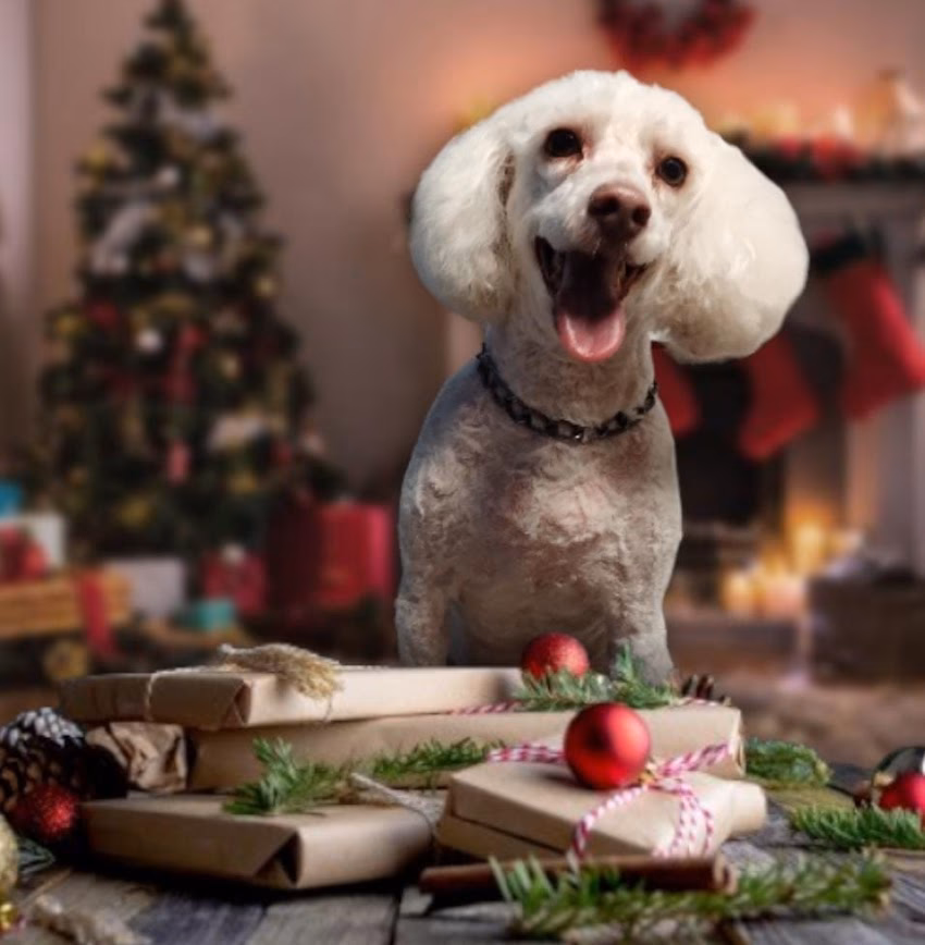 Peluquería canina Mundo Mascotero