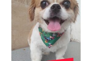 Peluquería Canina Noely