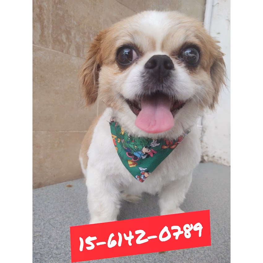 Peluquería Canina Noely