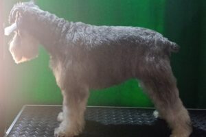 Peluquería Canina Perritos Acay