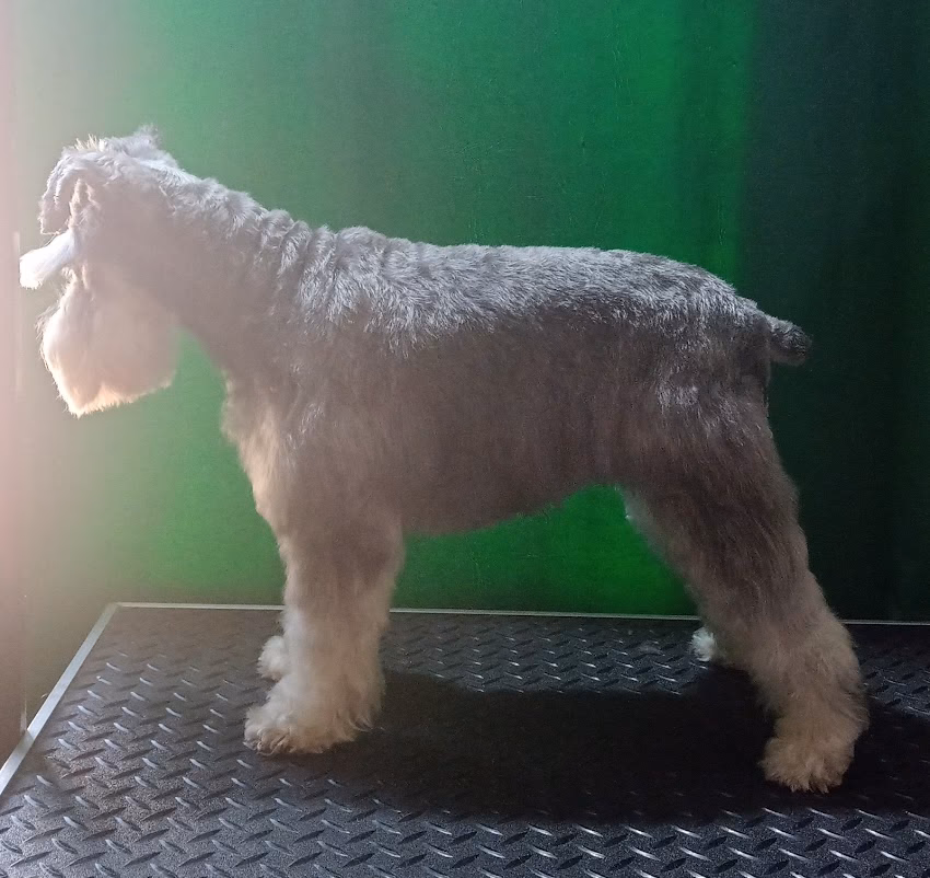 Peluquería Canina Perritos Acay