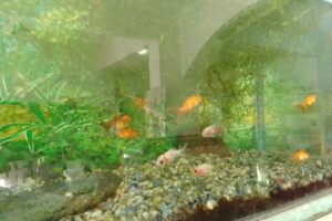 Peluqueria canina Pet shop Kane