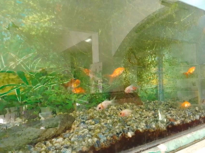 Peluqueria canina Pet shop Kane