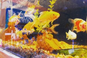 Peluqueria Canina Petshop Cabreras