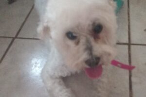 Peluqueria canina profesional