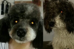 Peluqueria Canina Veronica ropa para perros camas y accesorios para mascotas