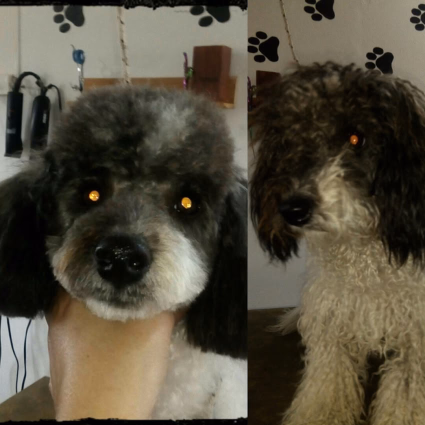Peluqueria Canina Veronica ropa para perros camas y accesorios para mascotas