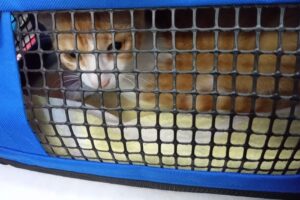 Peluquería canina y Veterinaria San Cristóbal