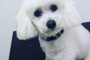 Perreques Peluqueria canina