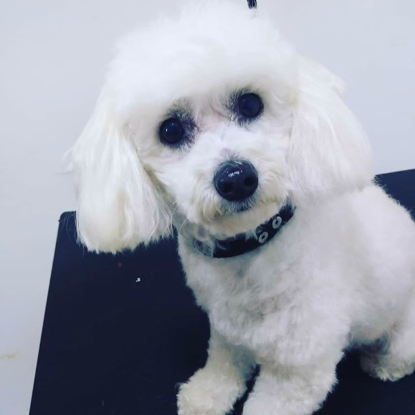 Perreques Peluqueria canina