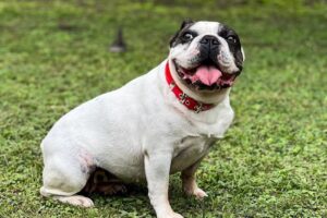 Perropolis Fabricantes Mayoristas de Accesorios para Mascotas