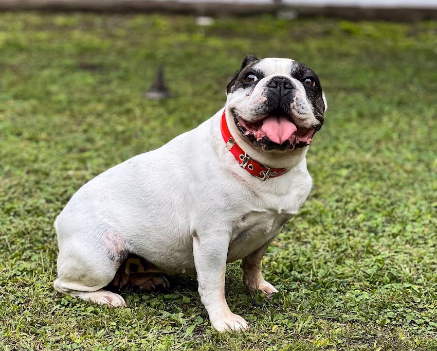 Perropolis Fabricantes Mayoristas de Accesorios para Mascotas