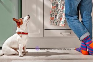 Perrucom Tienda de Mascotas