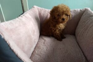 Pet Home de Anastasie