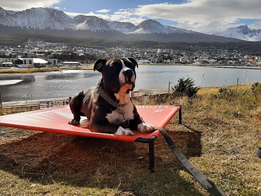 Pet K9 Ushuaia