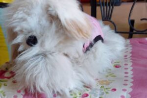 Pets House todo para tu mascota