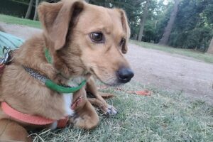 Pets Shop Veterinaria Merlo Norte