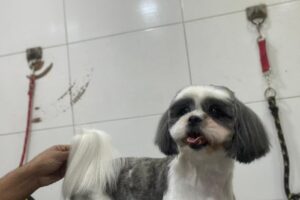 Pet Shop Bonitos y Gorditos