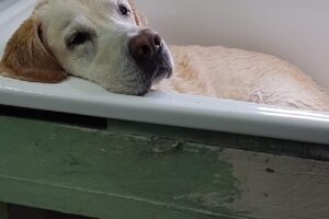 Pet Shop Corazón Con Patas