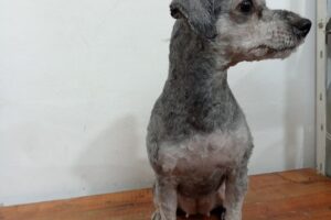 Pet Shop Dalma peluqueria Canina