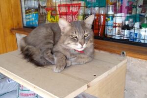 Pet shop El Encuentro