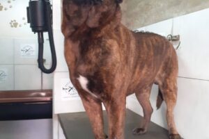 Pet Shop El Gauchito