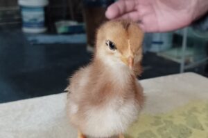 Pet Shop El Gran Hornero